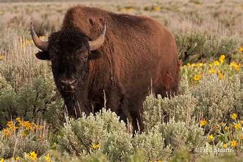 BISON, GRAND TETONS NATIONAL PARK - ANTELOPE FLATS ROAD - BISON BULL ...