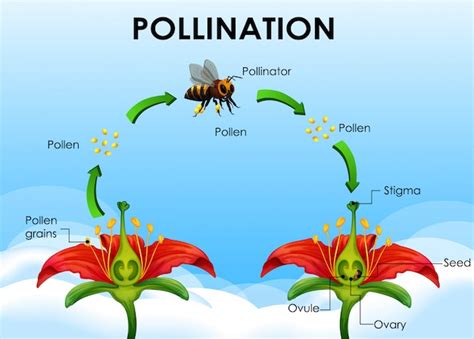 Honey Bee Pollination Diagram