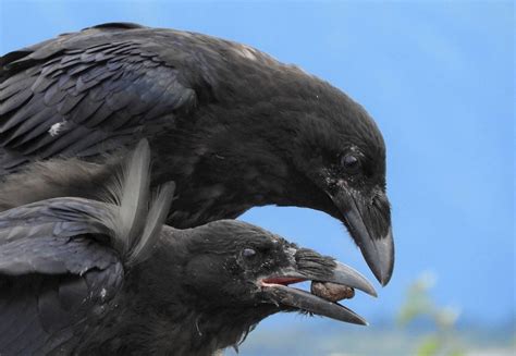 9 Fascinating Facts About Common Ravens - Birds and Blooms