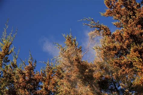 Cedar allergy sufferers beware | Editorial | forthoodsentinel.com