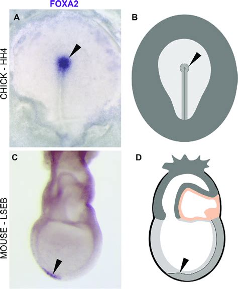 Hensen's node in chick and mouse. In situ hybridization against FOXA2... | Download Scientific ...