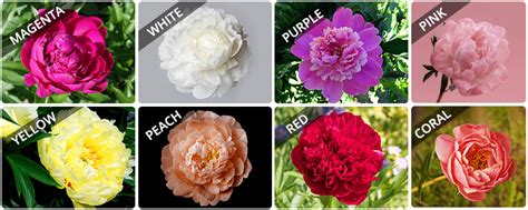 Peony Season: Blooming Beauty Unveiled