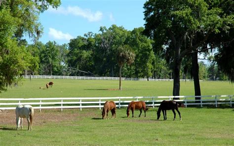 Ocala Florida Retirement Guide - Florida for Boomers