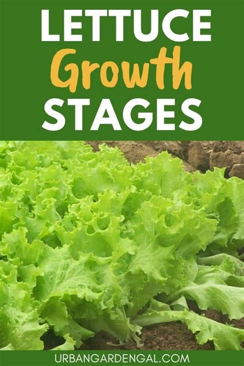 Lettuce Growth Stages – Urban Garden Gal