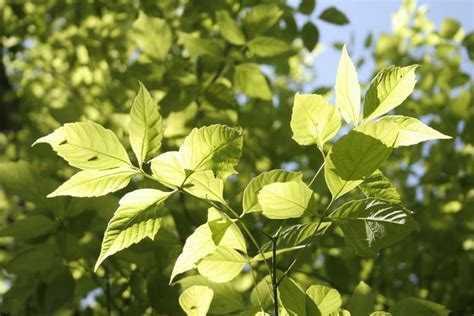 Boxelder, a Common Tree in North America