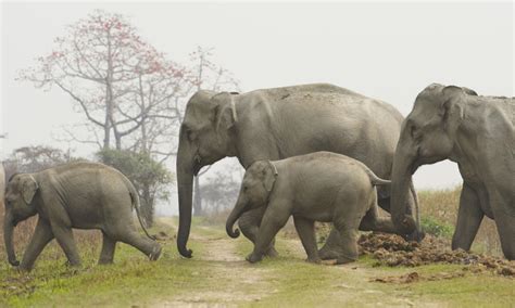 Asian Elephants and Climate Change | Pages | WWF