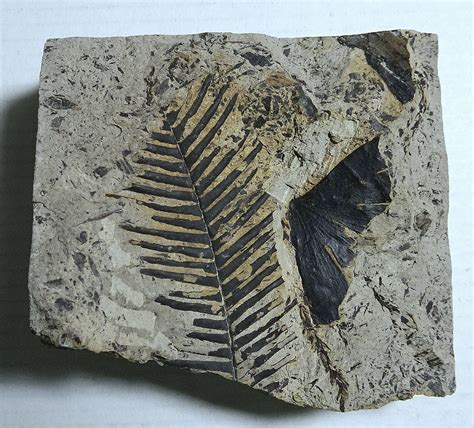 Fossil Leaf Ptilophyllum sp .with a Ginkgo Leaf Cretaceous | Etsy