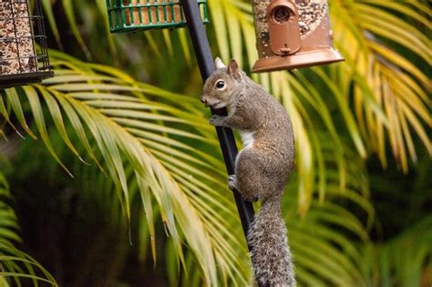 Premium Photo | Eastern gray squirrel sciurus carolinensis hangs from a birdfeeder to eat bird seed