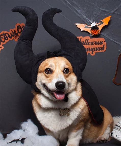 14 Best Corgi Costumes for Halloween 2020 | Page 4 of 5 | The Dogman