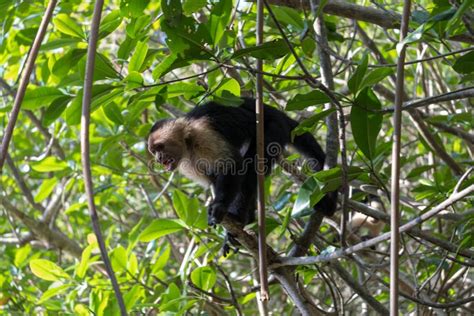 White Face Capuchin Monkey Costa Rica Stock Photo - Image of tropical, monkey: 113992152