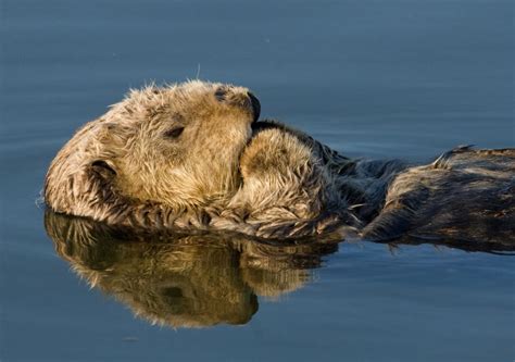 Sea Otters | Gulf Watch Alaska