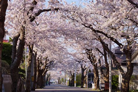 Sapporo: The City of the Fleeting Cherry Blossoms | Hokkaido Treasure ...