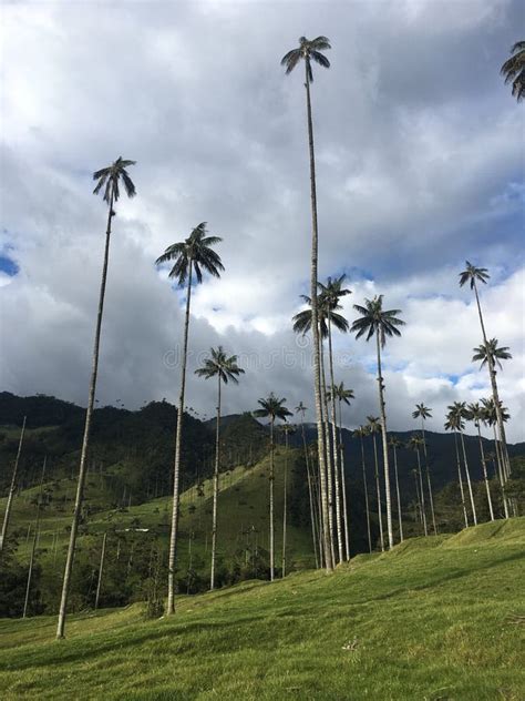 Wax Palm Trees Of Cocora Valley, Colombia Stock Photo - Image of background, nature: 22283388