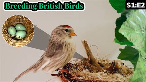 The Natives Finches Begin.. | Breeding British Birds S1:E2 - YouTube