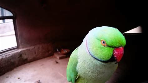 MY "mithu" in the mood of fun earlier in the morning : parrots