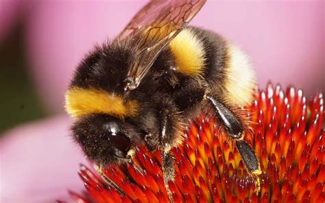 Scientists name the top plants for bumblebee-friendly gardens - Weird ...