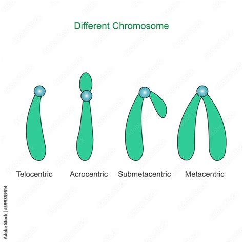 Type of chromosome. Metacentric, Submetacentric, Acrocentric, Telocentric. Classification of ...