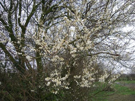 blossom-plum-tree – Cliftons Farm