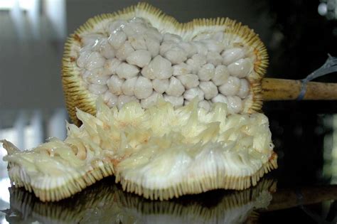 Maricon Dacula Blogs: (Artocarpus odoratissimus) : Marang Fruit