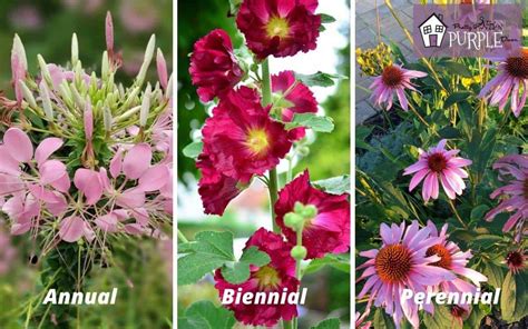 Varieties of Flowers & Vegetation: Perennial, Annual, Biennial ...