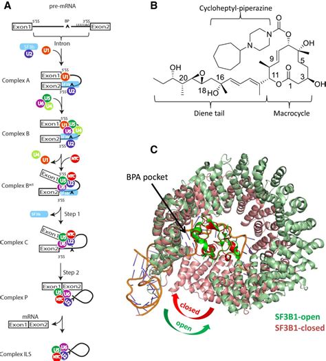 The cryo-EM structure of the SF3b spliceosome complex bound to a splicing modulator reveals a ...