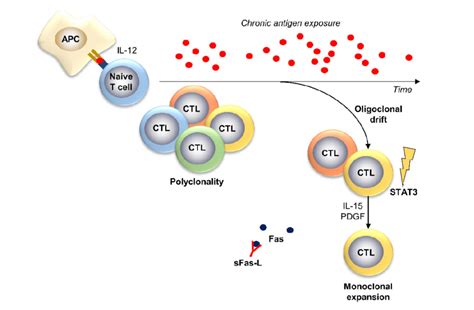 Pathophysiology of T-LGL leukemia. In T-LGL leukemia, an unknown... | Download Scientific Diagram