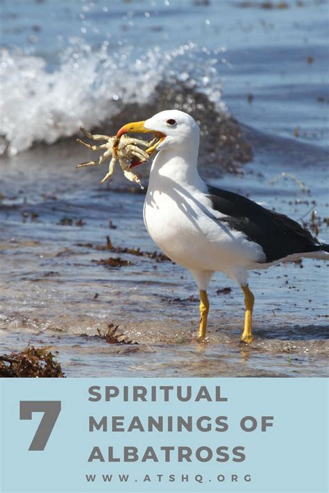 Albatross Symbolism: 7 Spiritual Meanings Of Albatross