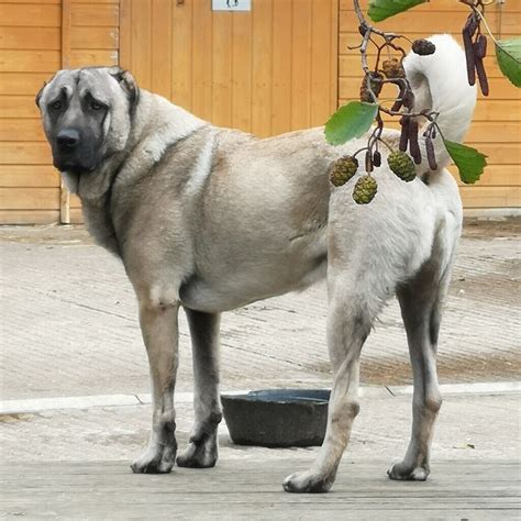 ** Pure Turkish Kangal Puppies Available ** | in Bradford, West ...