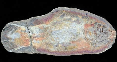 6" Triassic Coelacanth (Whiteia woodwardi) - Madagascar (#45869) For Sale - FossilEra.com