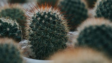 Download wallpaper 3840x2160 cactus, succulent, plant, green, prickly 4k uhd 16:9 hd background