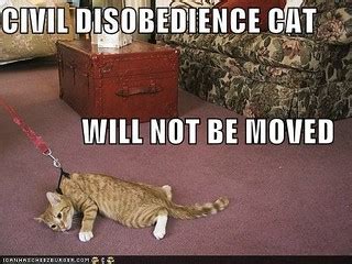 funny-pictures-civil-disobedience-cat | Paul Anderson | Flickr