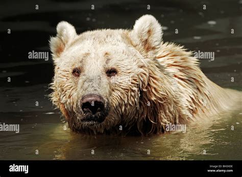 Syrian Brown Bear Stock Photo - Alamy