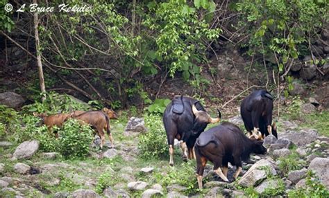 Banteng | Wildlife Photography in Thailand and Southeast Asia