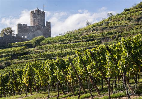 Alsace Vineyards Photograph by Yefim Bam