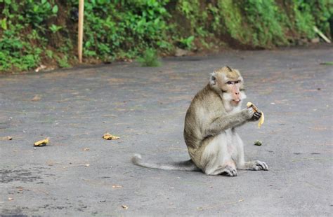 Premium Photo | Wild monkeys eating bananas