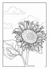 Sunflower Coloring Pages52  Free Printable coloring Pages Cute sketch template