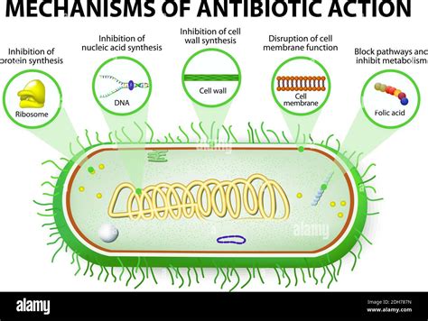 antibiotic. Mechanisms of action of antimicrobials Stock Vector Image ...