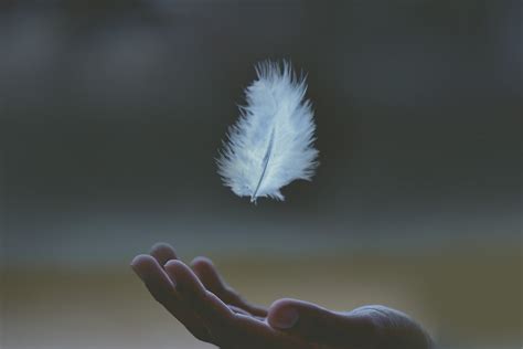 Angel Feathers Started Appearing Everywhere! — Destiny Image