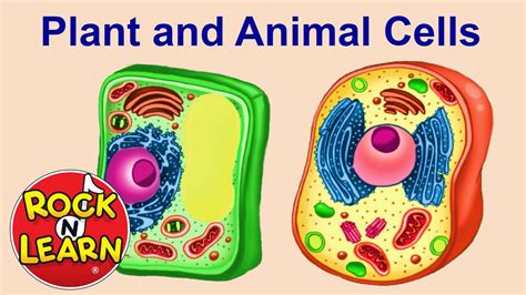 Plant And Animal Cells Ks3 Ppt : Boardworks Science Animal And Plant Cells Ppt Download - Plant ...