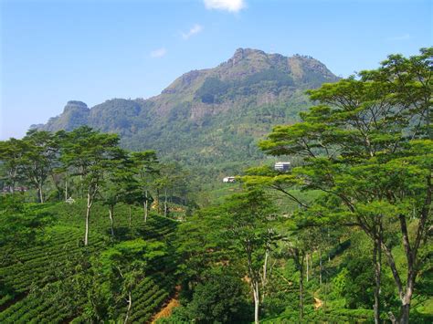 Pidurutalagala is the highest mountain in Sri Lanka, near Nuwara Eliya