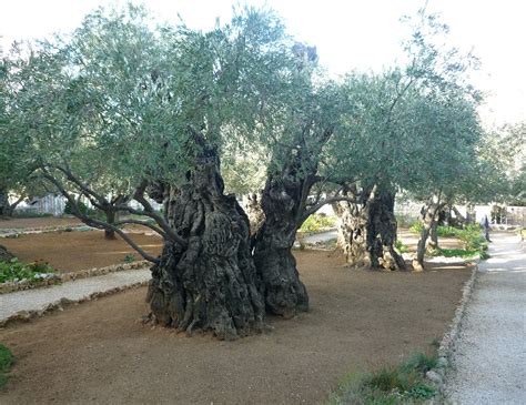 Olive Trees Jerusalem · Free photo on Pixabay