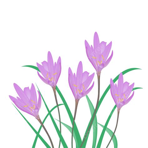 Crocus Flower Purple Design PNG, Vector, PSD, and Clipart With ...