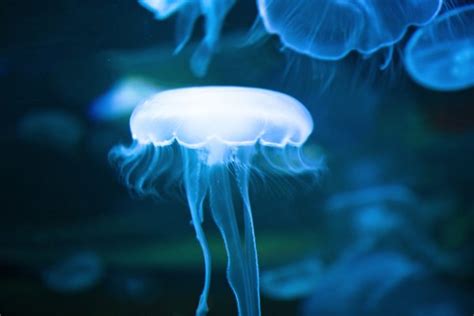 What Is the Lifespan for Moon Jellyfish? | Animals - mom.me