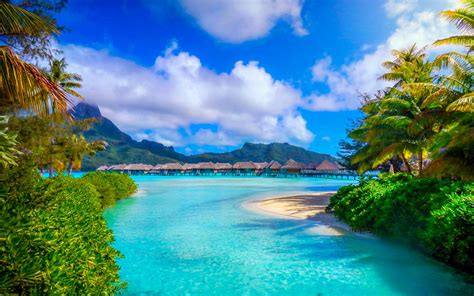 summer, palm trees, nature, French Polynesia, island, resort ...