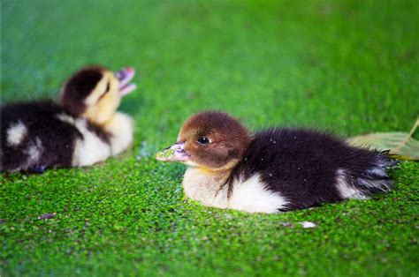 Duckweed Uses, Benefits, and How to Grow It - Owlcation