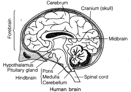 Draw a labelled diagram of human brain and mention the functions - Class 10 Science - Learn CBSE ...