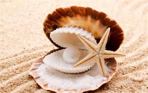 🔥 [40+] Shells on the Beach Wallpapers | WallpaperSafari