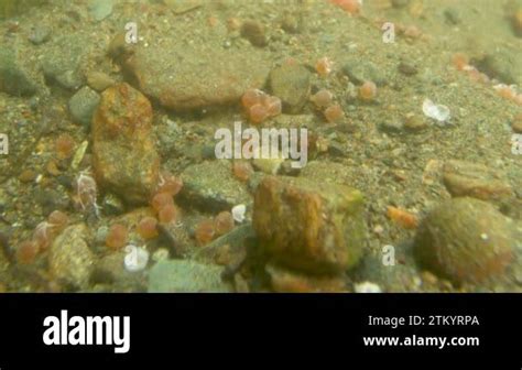 Salmon roe next to rocks at the bottom of a river. underwater ...