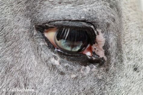 horse eye | Eye color, Equine eye, Horse markings