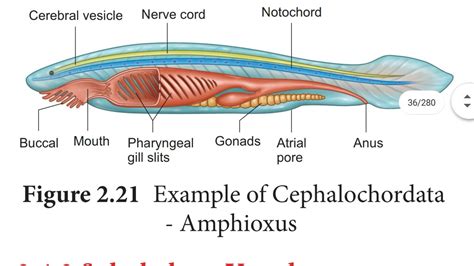 Vedio 6 / chapter 2 / Urochordata and cephalochordata - YouTube